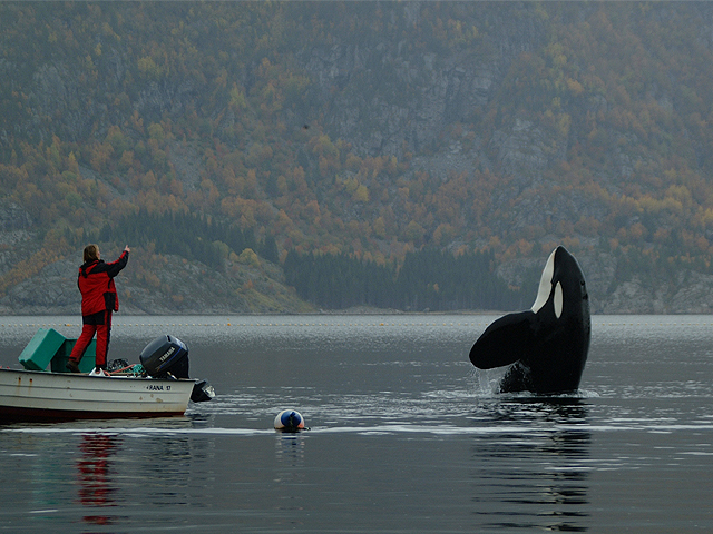 Animal Planet presenta 'Keiko: despus de Liberen a Willy'