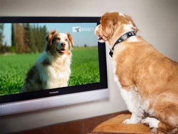 Dogtv se expande en Mxico de la mano de Izzi